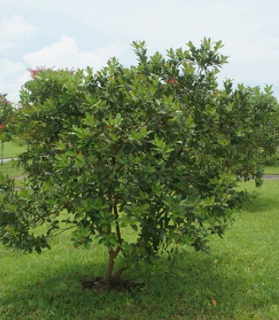 Psidium catleana